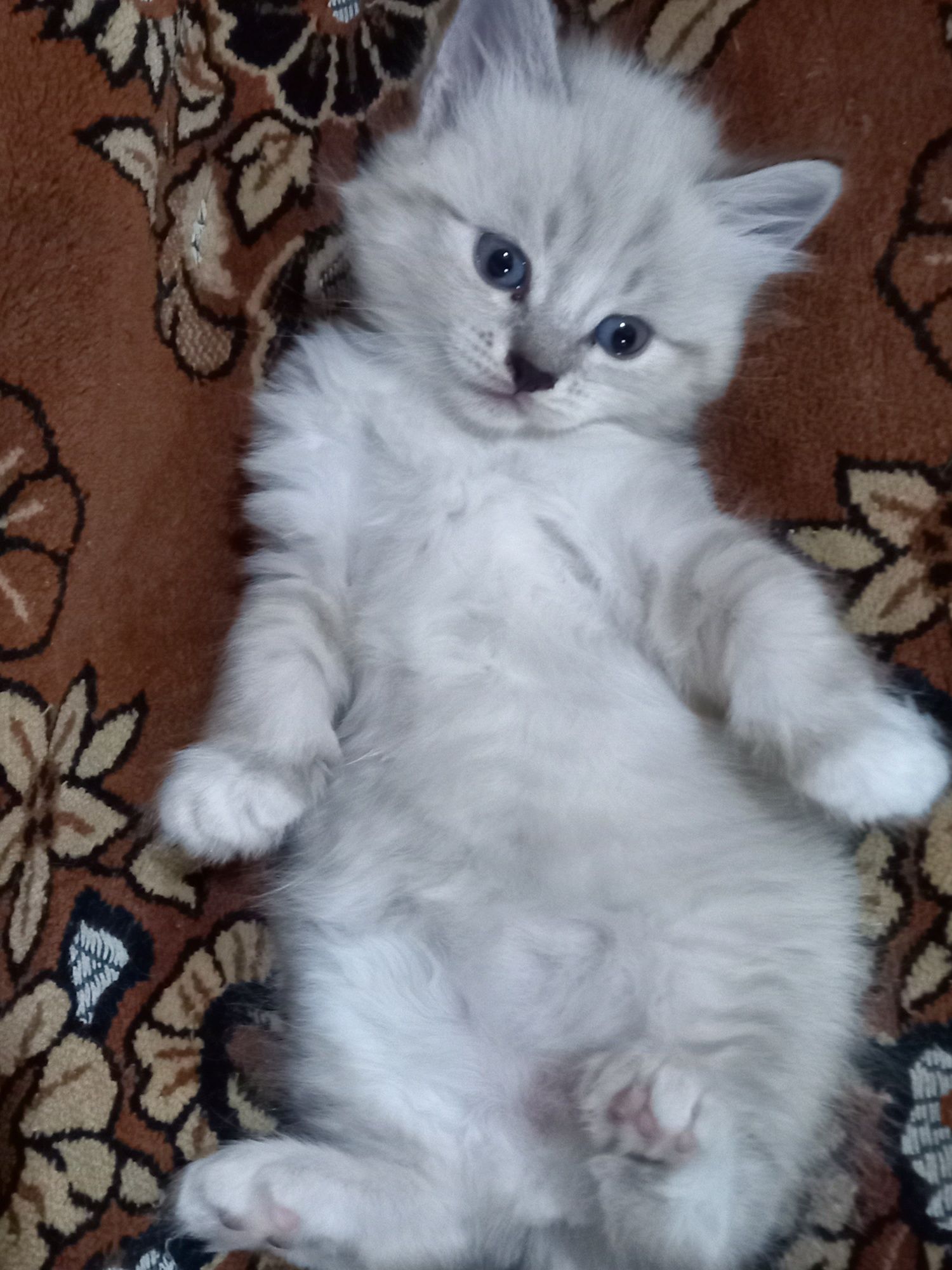 Продаются котята только очень ответственным людям