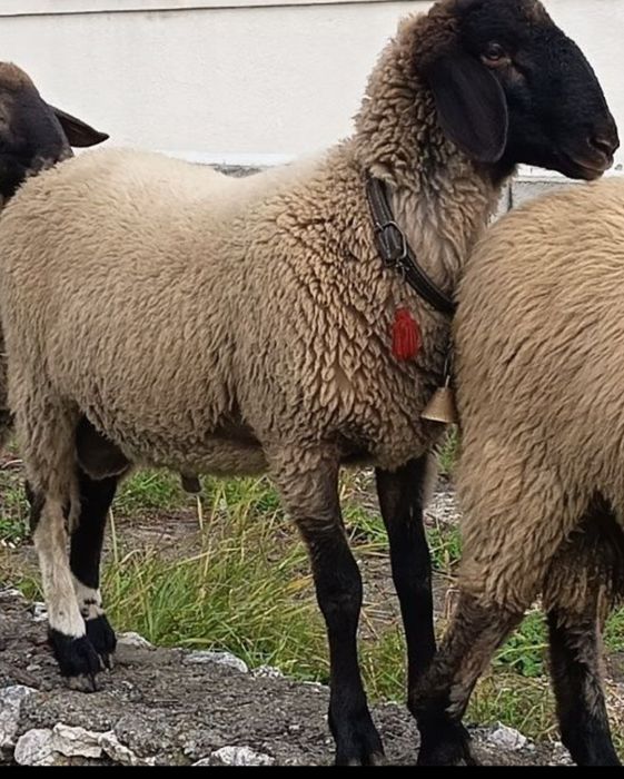 Vând un  berbecuț   de anul acesta, 2025