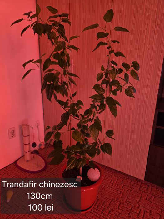 Flori/ plante de cameră