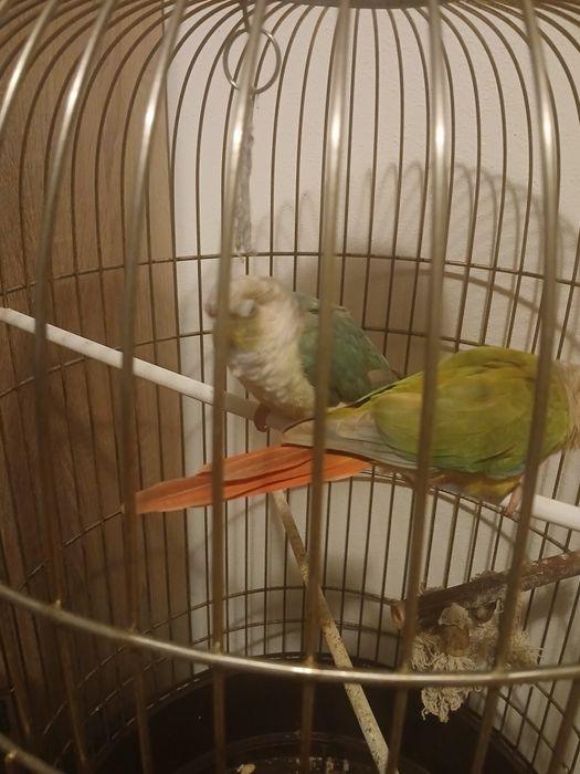 Cusca papagali model deosebit adusă din Franța