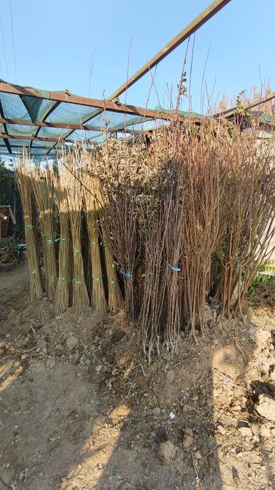 Mevali va tere kochatlarimiz