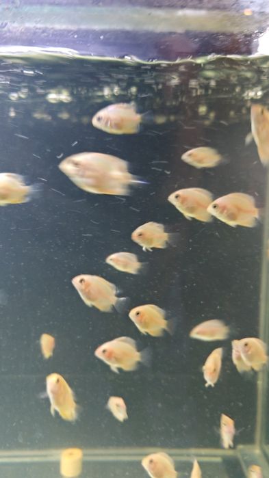 Продаётся Ложный дискус(Северум). 3-4см.Продажа от 10 шт.