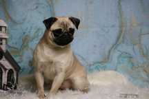Fetita cu pedigree