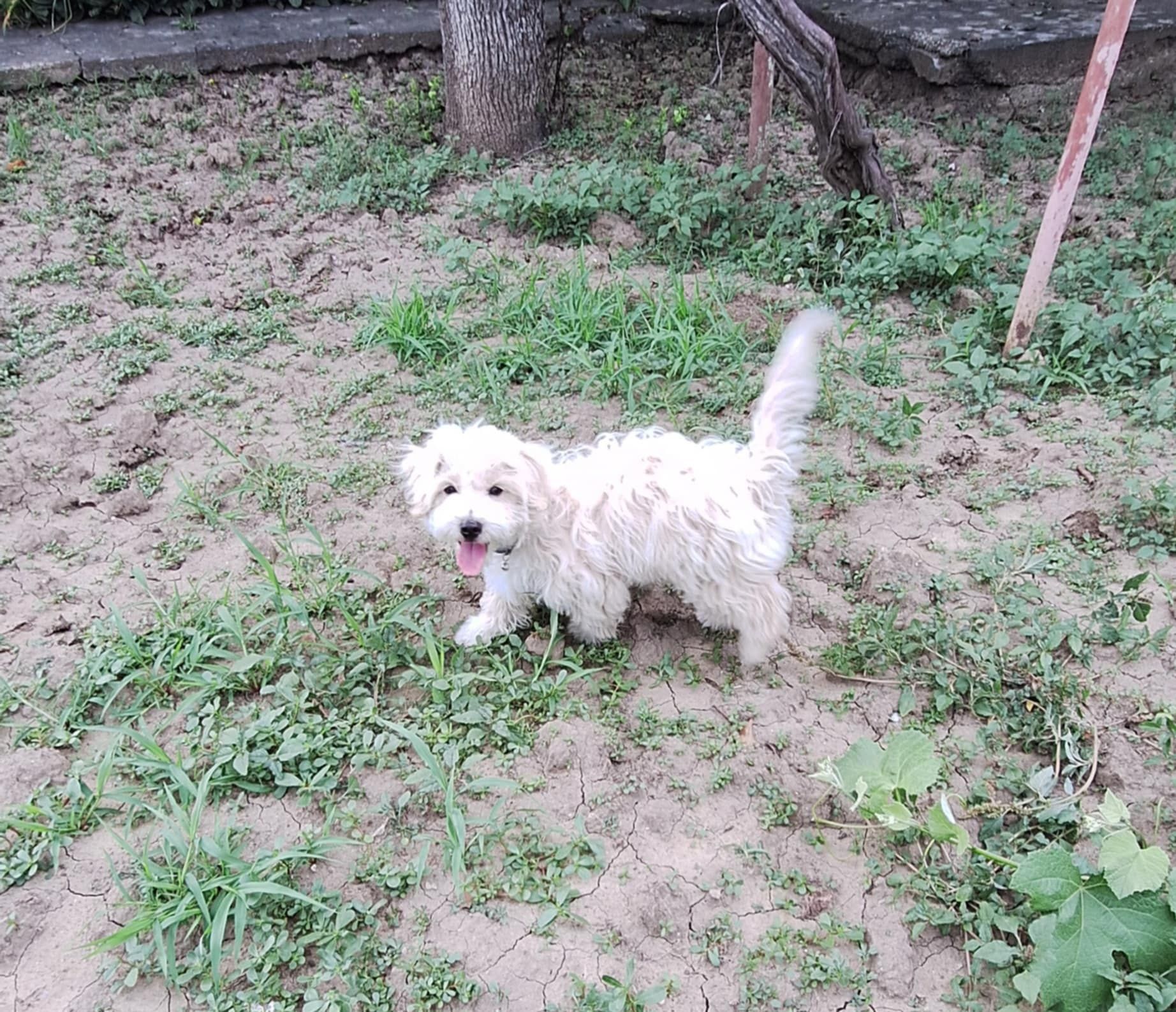 Oferta Bichon Maltez Mini Toy, baietel, la un pret modest