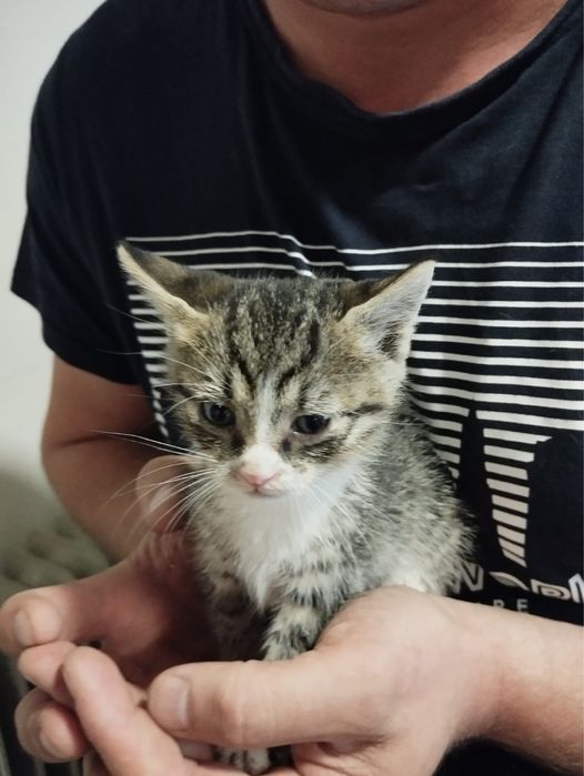 Adoptie 4 pui de pisica Bucuresti/Ilfov