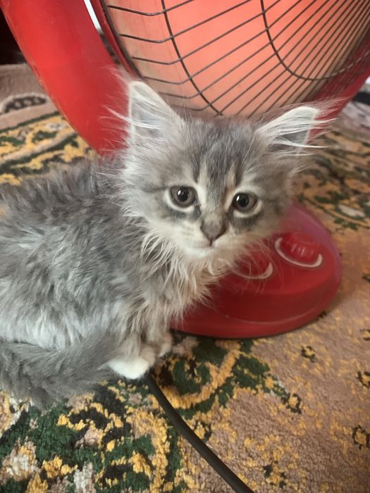 Продаётся кот, договоримся .