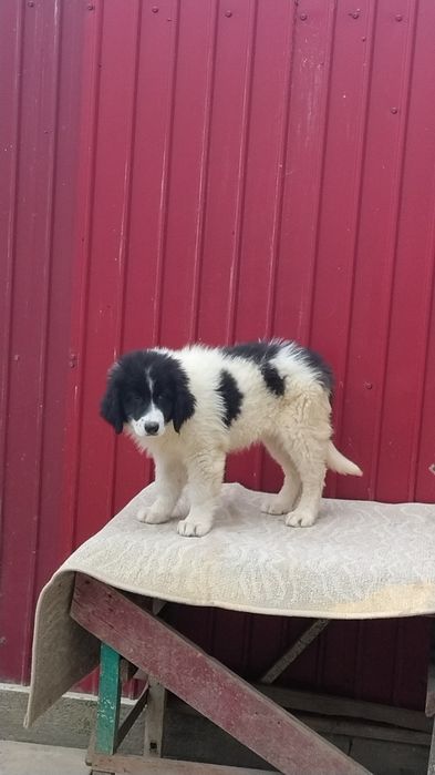 Pui Ciobanesc bucovina