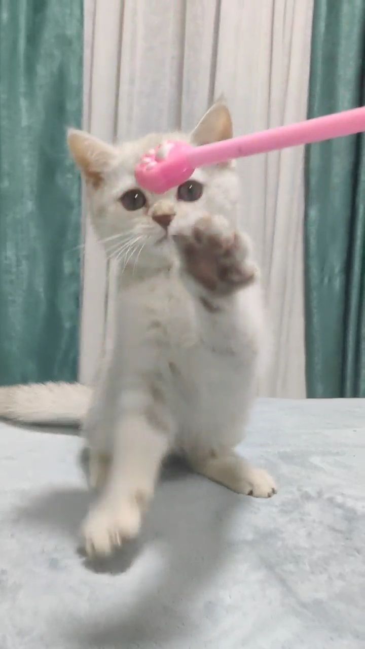 Девочка Скотиш страйт серебристая шиншила
