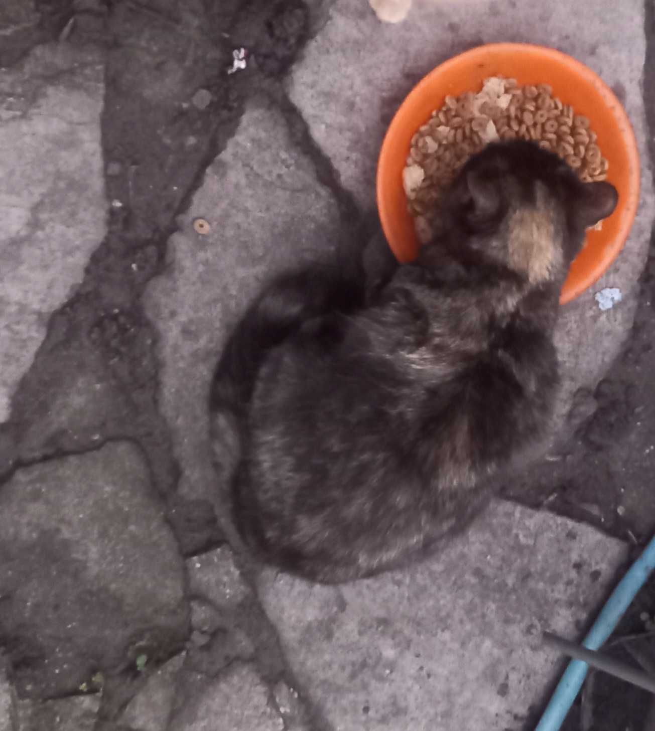 Котки подаряват се