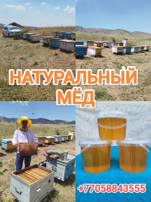 Табиғи тау балы, Натуральный горный мёд