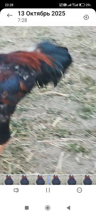 Сатлад срочнаа..