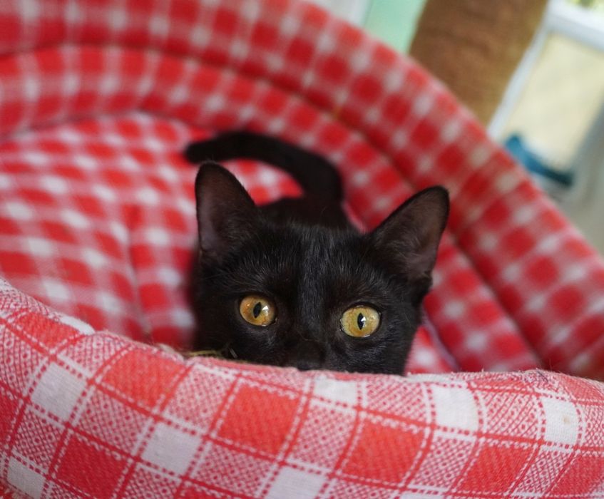 Nu te vei mai plictisi nicio zi cu pisicul Smochină. Adopt-o!