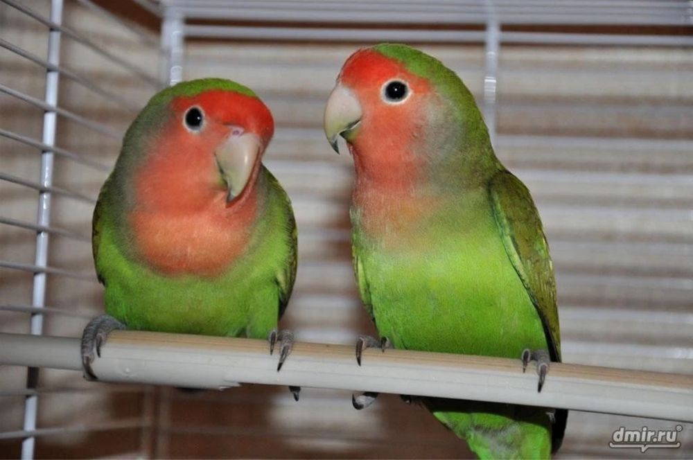Попугай неразлучники