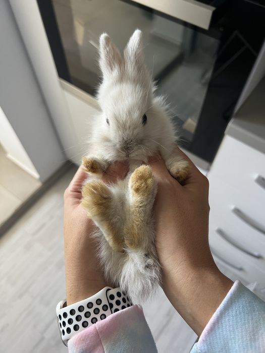 Iepure Angora pitic