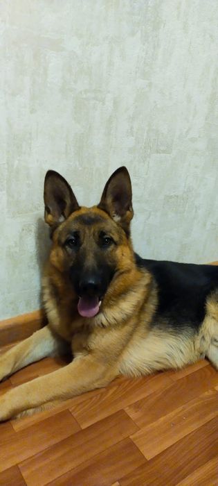 Немецкая овчарка 3 года, кабель, вязка