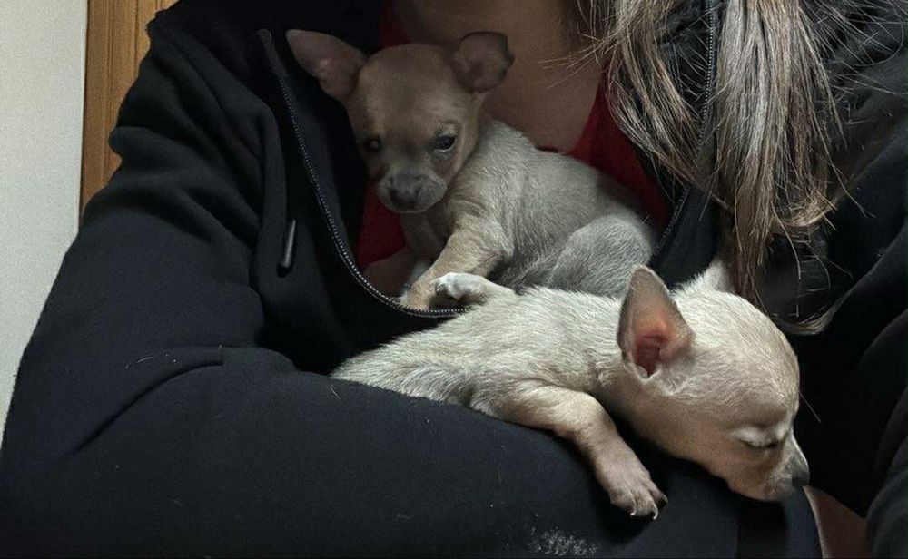 Чихуахуа {Родени на 09.09.2025}