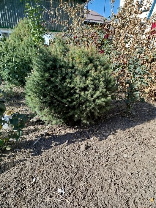 Продается живая ель