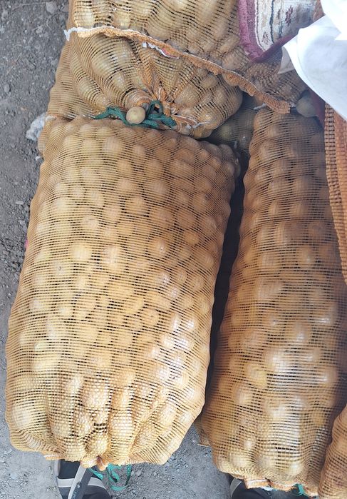 Картошка средние