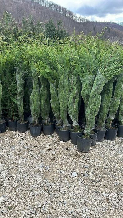 Va oferim ce mai mare gama de plante ornamentale calitatea 1