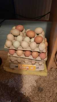 Vând ouă de incubat
