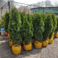 Туи Смарагд 80 см. - 7000 тг. Саженцы в Алматы, купить хвойные деревья