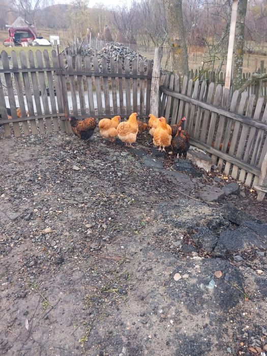 Cocoși și gaini orpinton de vânzare