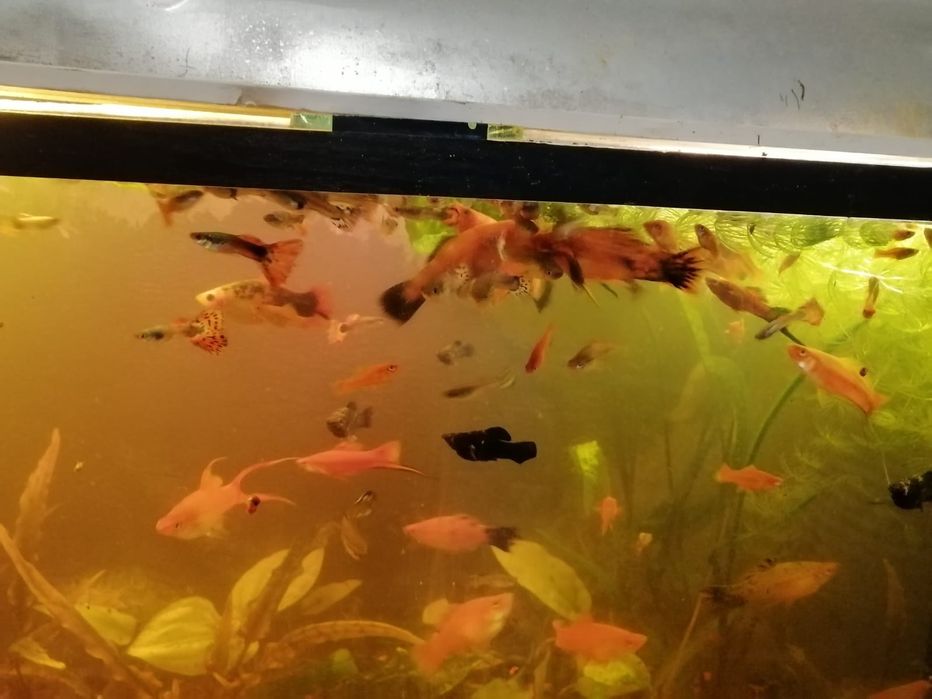 Продам аквариум с рыбками