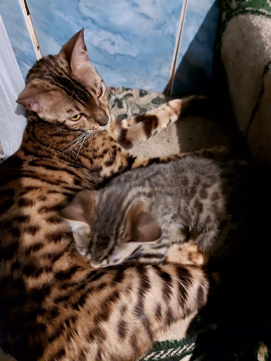 Продам котят метисов от бенгальской кошки
