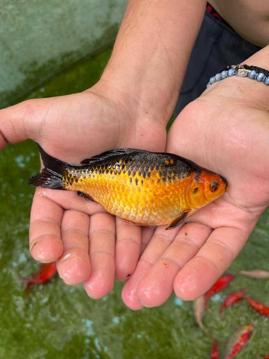 Vand Pești Iaz / Acvariu - Carasi aurii/Colorati