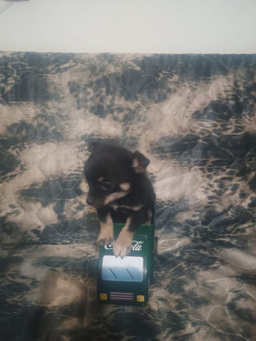 Мъжки малки сладури