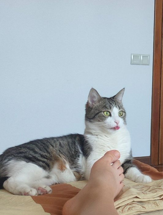 Отдадим Кошку-милашку