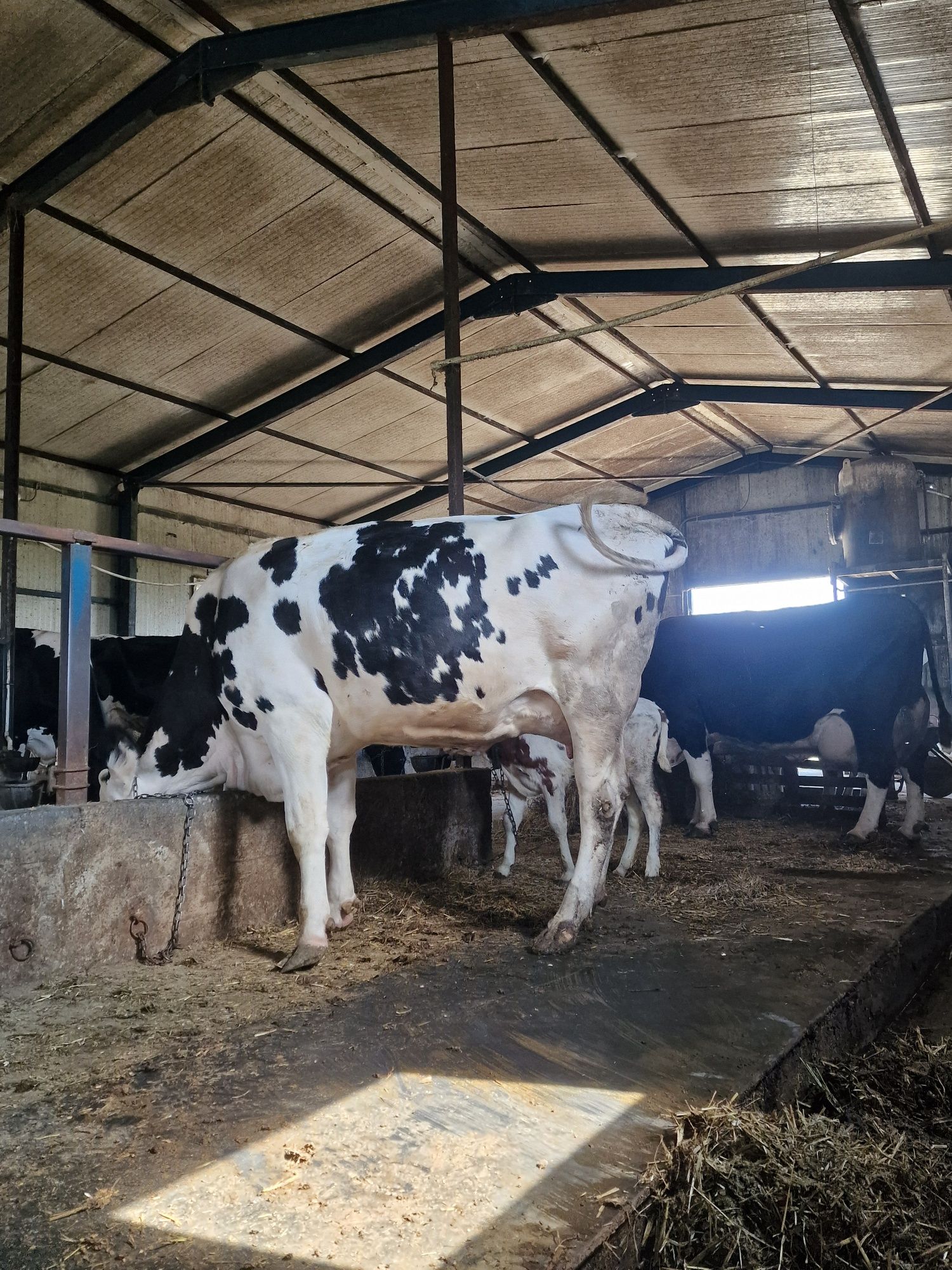 Vând 2 Vaci - urmează sa fie la 2 -a fătare