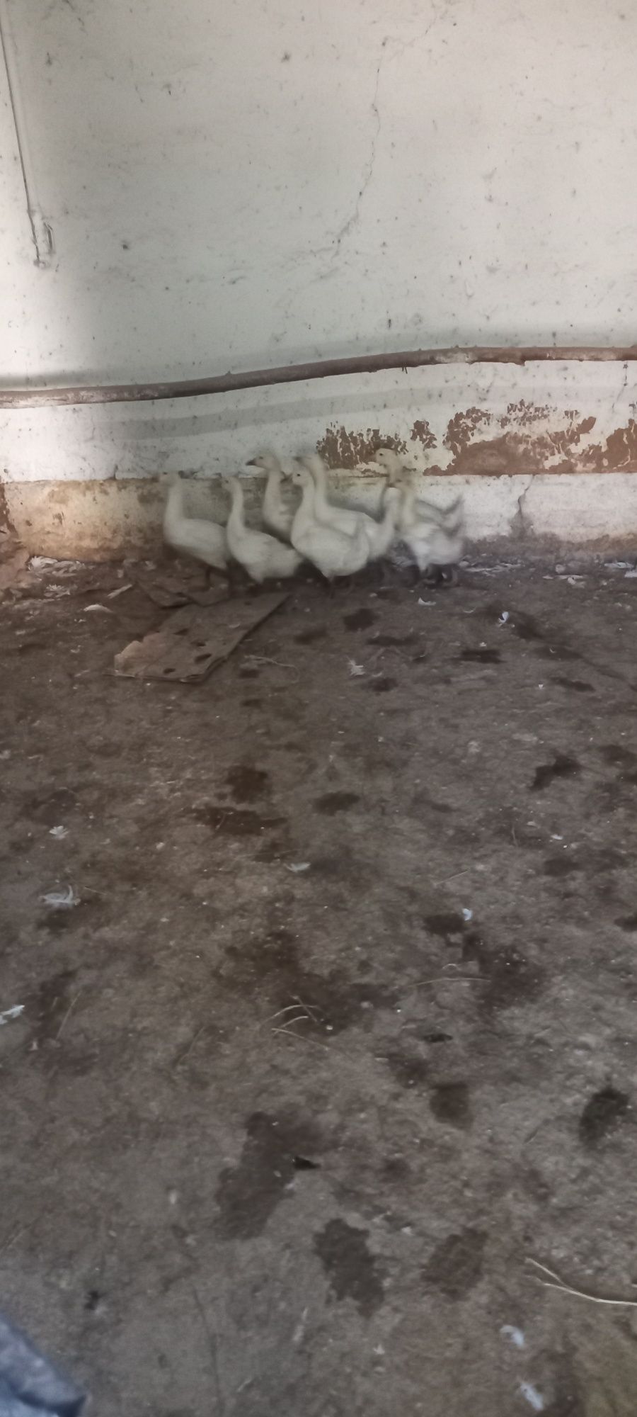 Ģ'oz bolari sotladi 7 dona