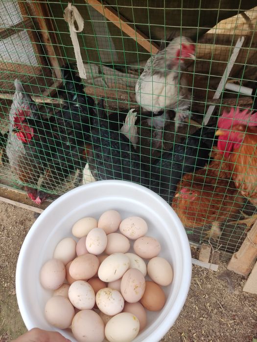 Tuxumlar damashniy inkubatorga ham ochirish uchun