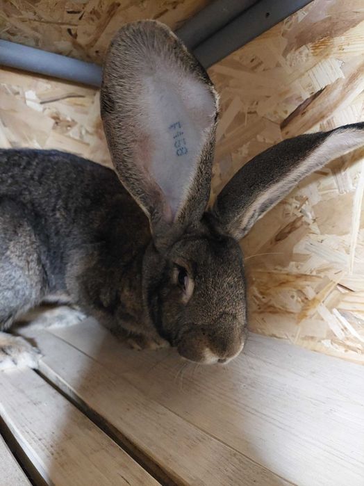 Vand femela ugg tratamente la zi 250