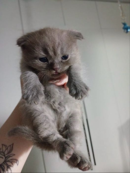 Продаётся котёнок Монстр Шотландский Скоттиш-фолд.