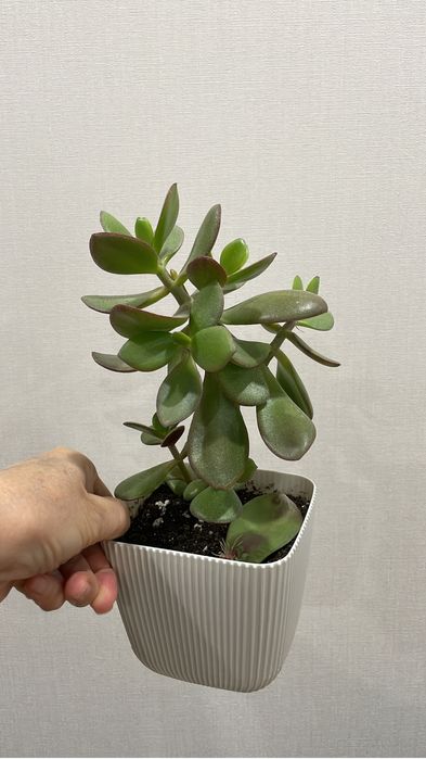 Комнатные растения , черенки , укорененнве и без корней