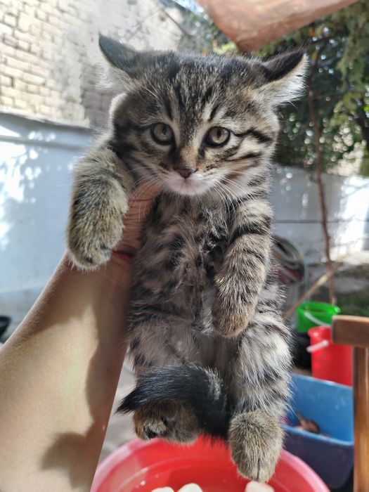 Отдам котят в добрые руки