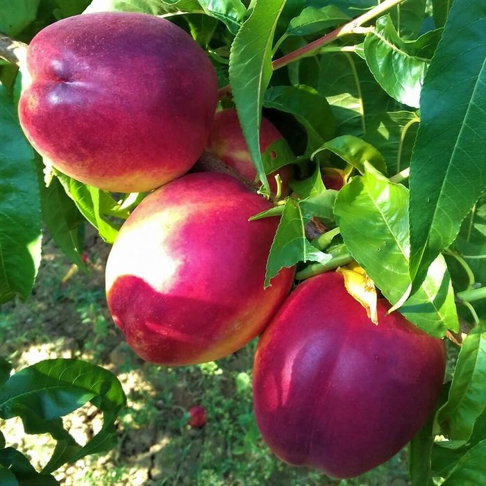 Nectarin (Soiul Venus )