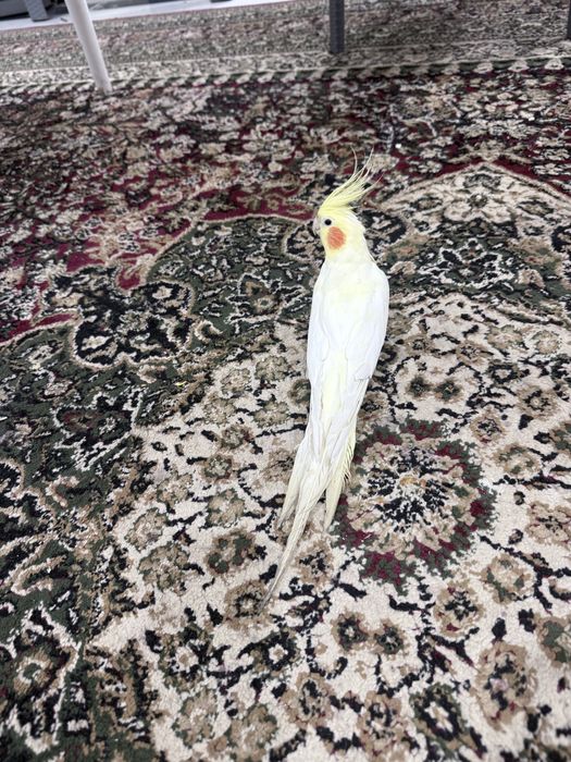 Ручный попугай корелла