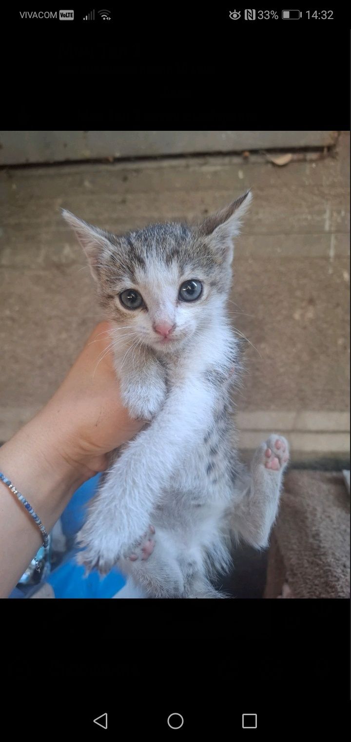 Малко бебе - коте търси дом