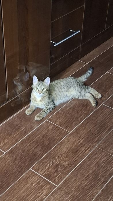 Мехрибон колларга