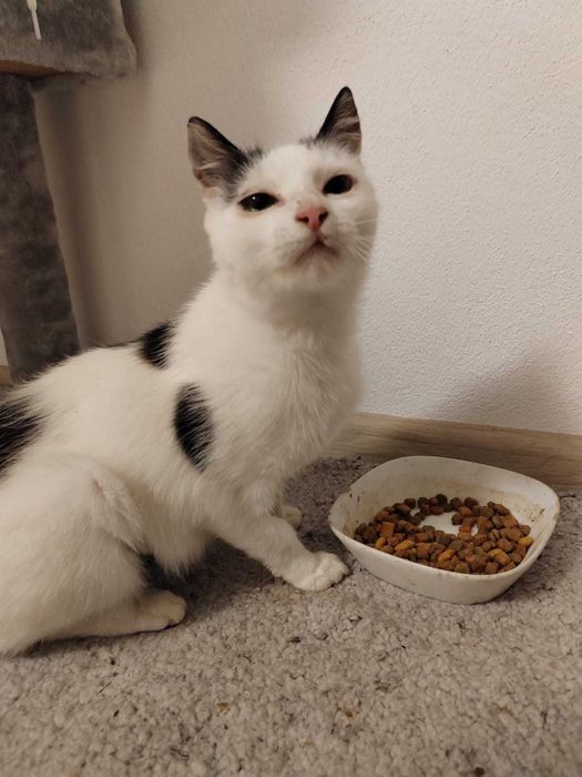 Miți caută o familie