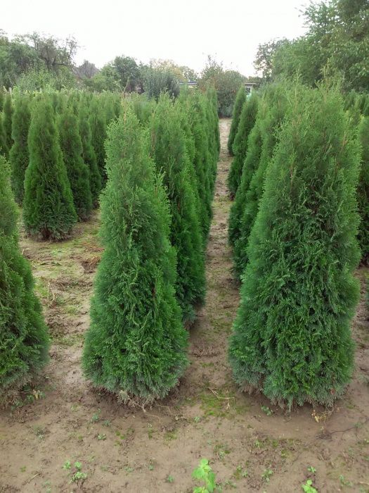 Tuia occidentalis smarald, columnaris, brazi. ( thuja smaragd )