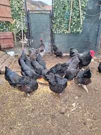 Gaini Australorp