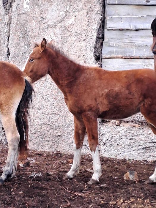 Жылқы- байтал, тай сатамын