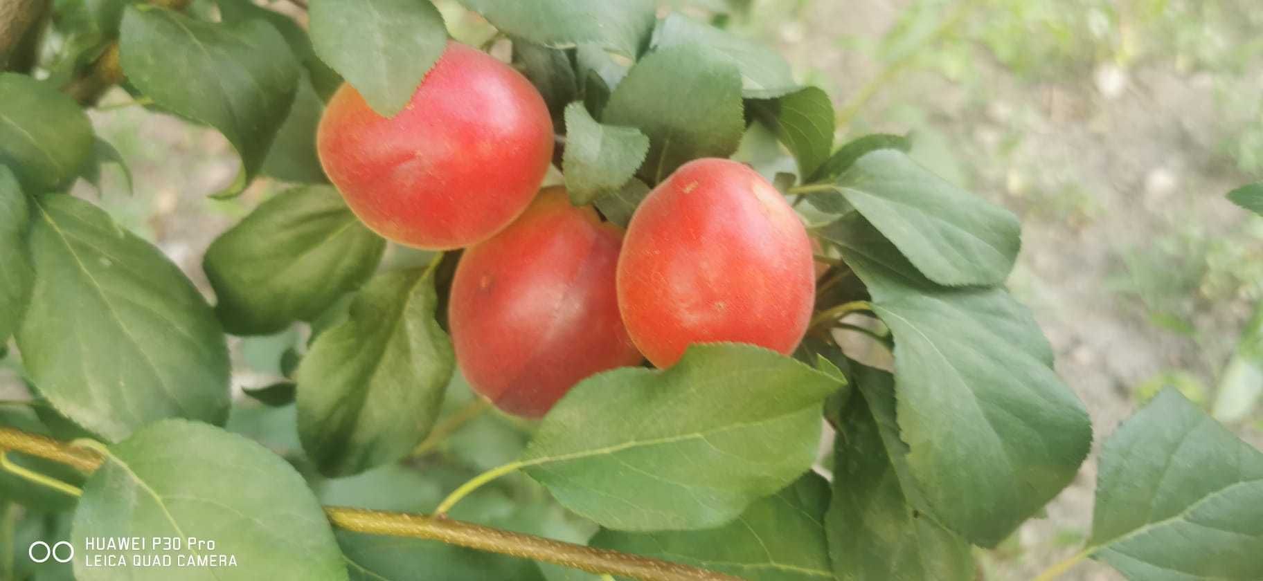 Pomi fructiferi categ. A-1-a
