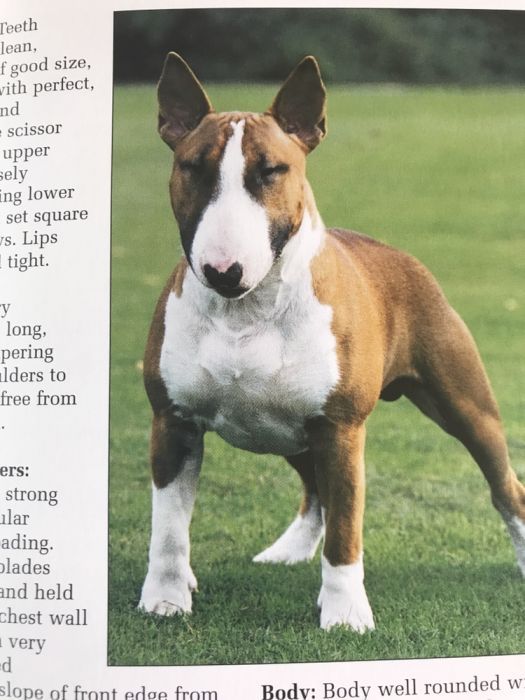 Carte Bull Terrier