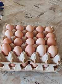 Яйца от дворни кокошки.