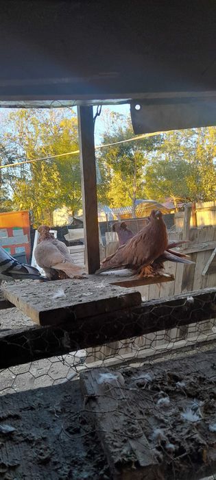 Vind porumbei,desfintez voliera